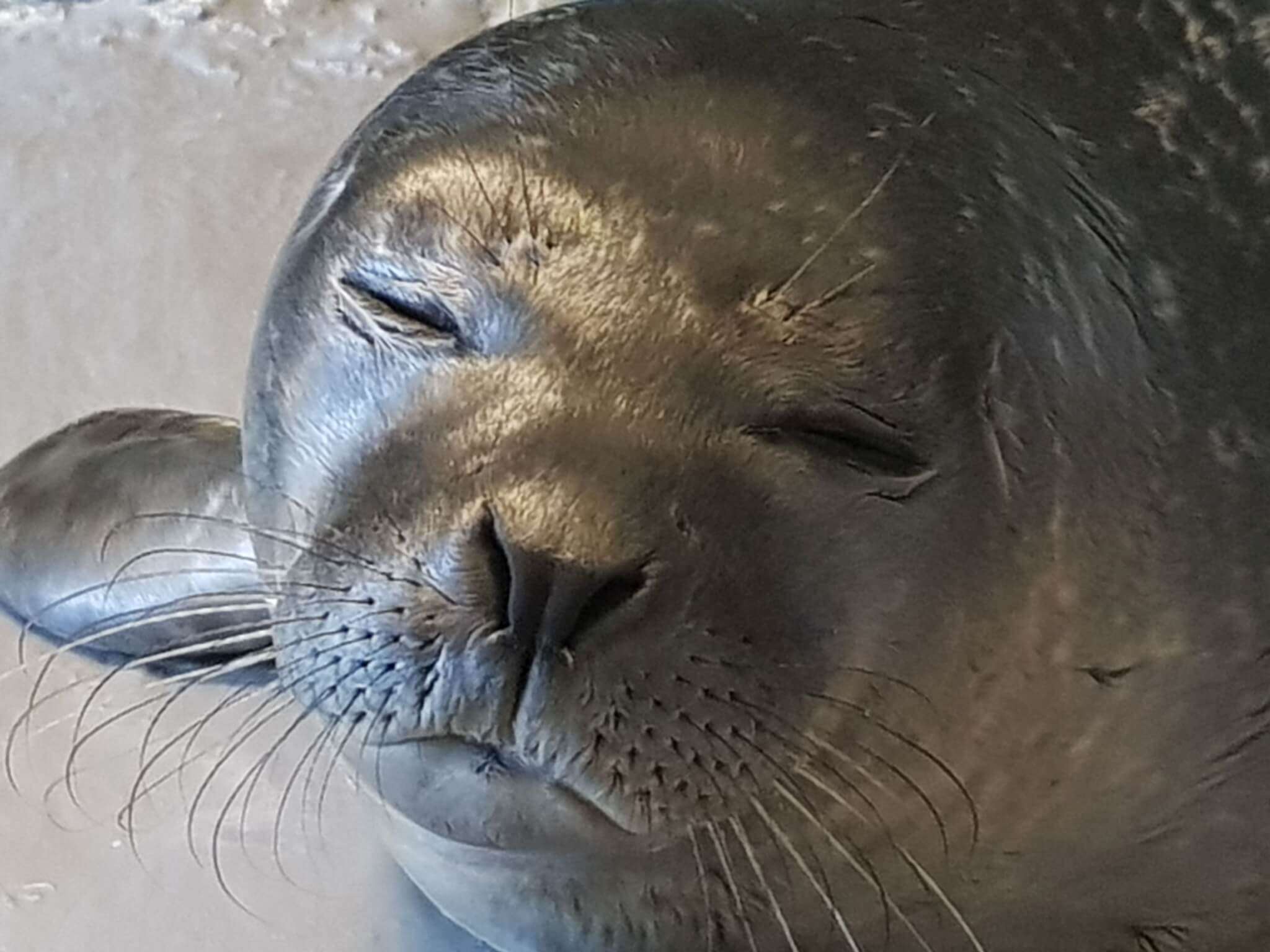 Fiocco azzurro all’Acquario, è nato un cucciolo di foca