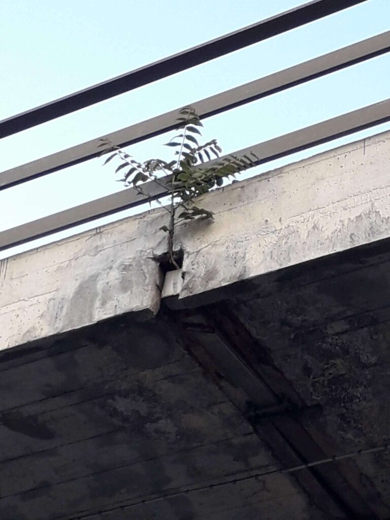 Ailanto in sopraelevata