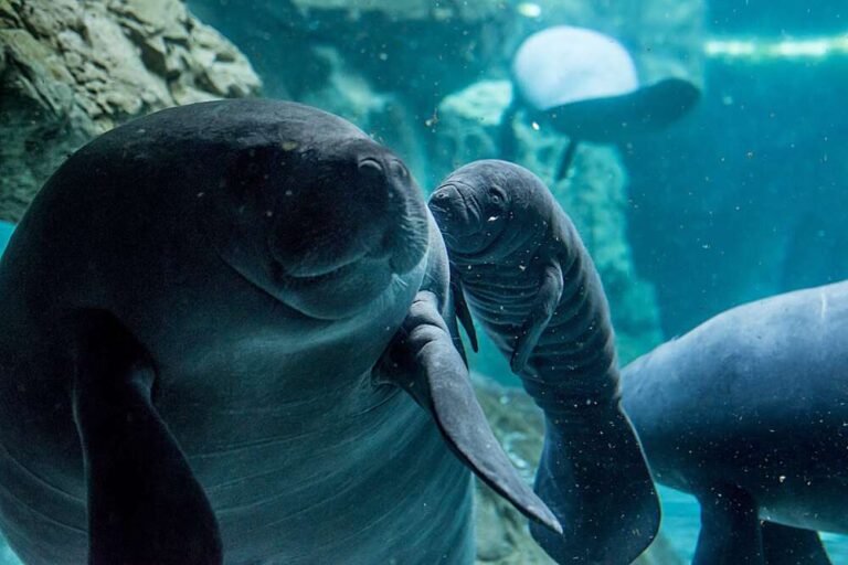 Cucciolo di lamantino, ecco i quattro nomi in lizza