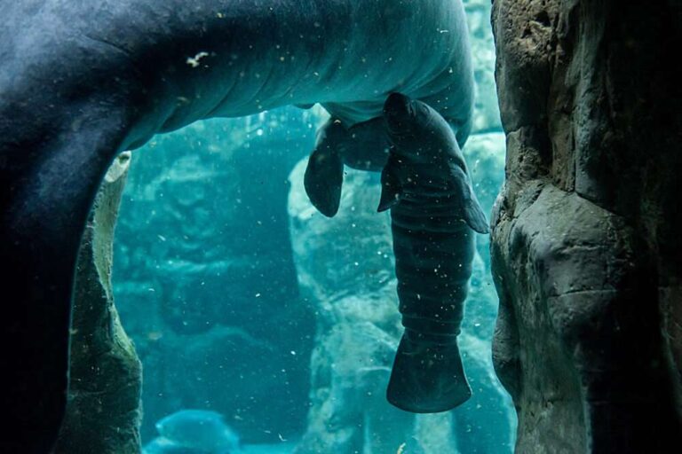 Acquario: al via il concorso per il nome del piccolo lamantino