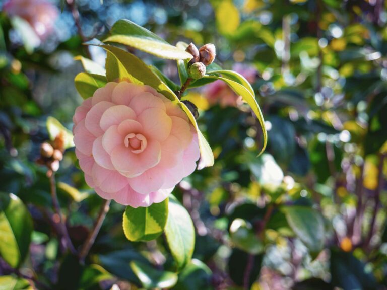 Euroflora, ecco la Genova Experience: visite guidate 4 volte al giorno