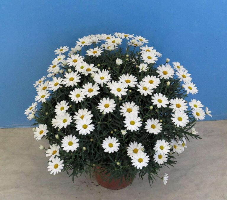 Euroflora: parchi di Nervi chiusi per allestimento, annunciate due presenze “speciali”