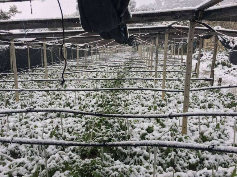 Neve e gelo, Cia Liguria: ecco i danni alla nostra agricoltura