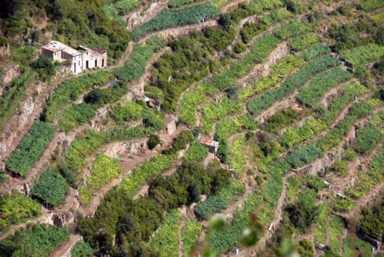 Viticoltura, Piana: “Liguria verso il raddoppio delle autorizzazioni per l’impianto di nuovi vigneti”