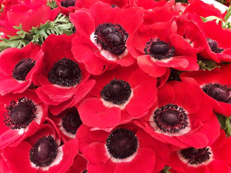 Euroflora: tutti gli eventi dell’1 e 2 maggio