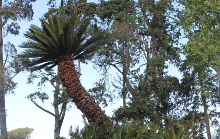 Alberi monumentali: la Regione stanzia 62 mila euro per la tutela