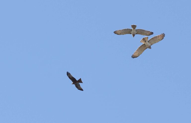 Migrazioni nel Beigua: passaggi di bianconi superiori alla media