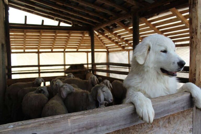 Capellino cede Almo Nature a fondazione che protegge gli animali