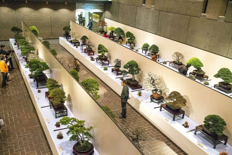 Euroflora: a Villa Grimaldi Fassio l’angolo zen con i bonsai