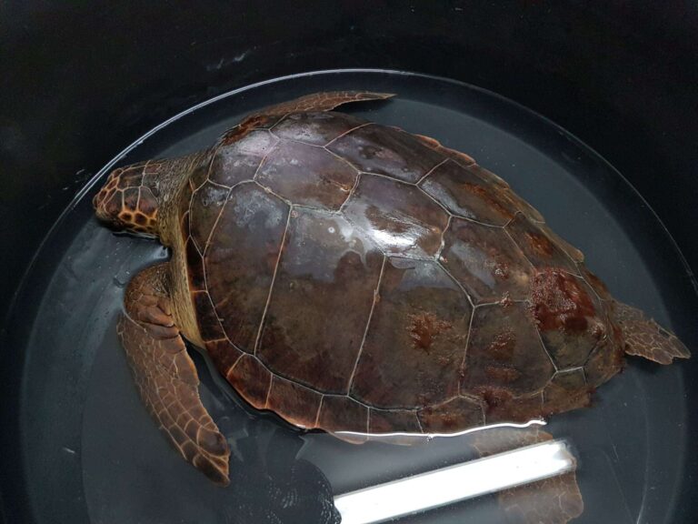 Acquario di Genova Caretta caretta prima del rilascio