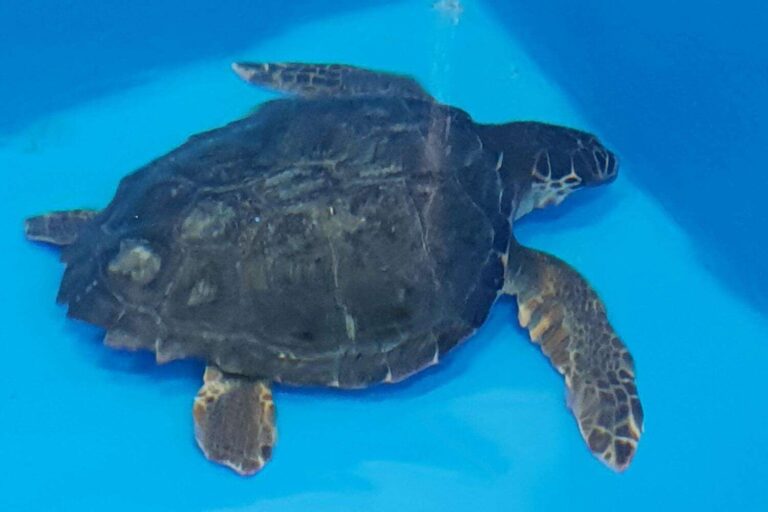 Genova: 5 Caretta Caretta tornano in mare, domani evento pubblico