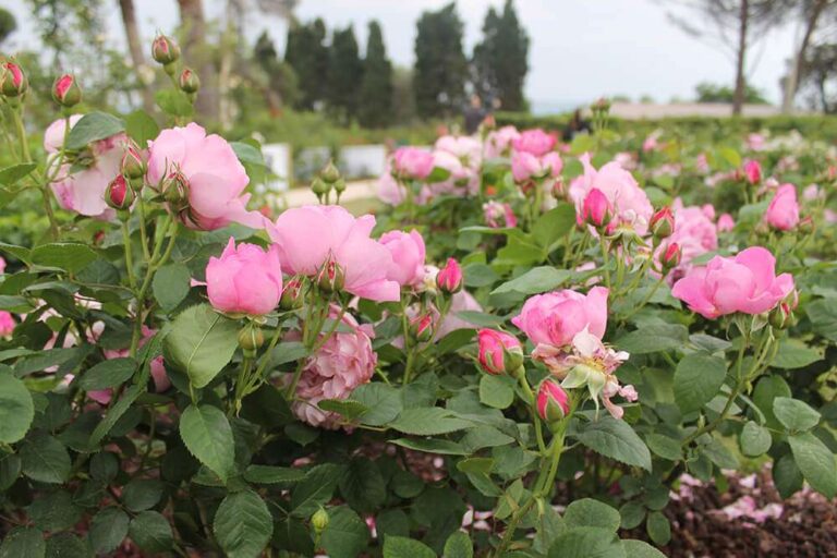 All’Arena Albaro Village il Dopo Euroflora con esposizioni, esperienze e laboratori