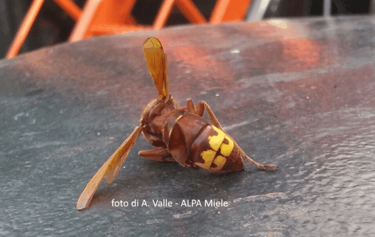 Trovato esemplare di Vespa orientalis nel porto di Genova