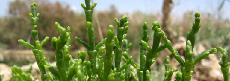 Alla scoperta della salicornia