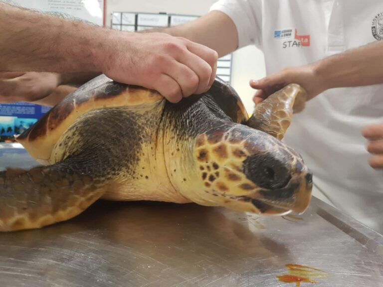 visite Caretta caretta pre rilascio Acquario di Genova