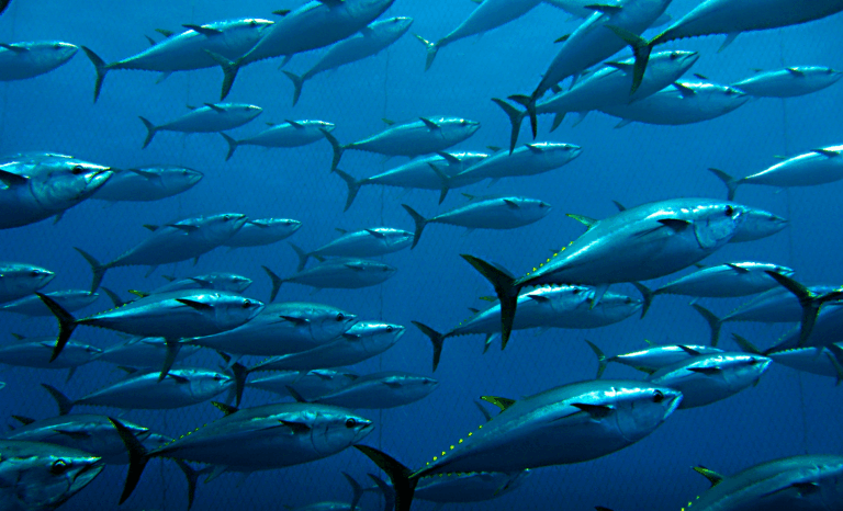 Pesca, sabato 7 all’Acquario di Genova il “graduation day” di Ue.Coop