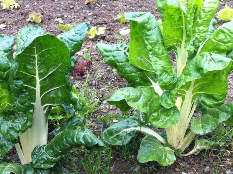 Orti urbani a Sestri Ponente e Cornigliano, bando per 101 appezzamenti