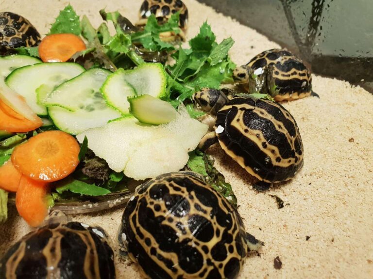 Pyxis 2018 3 tartarughe