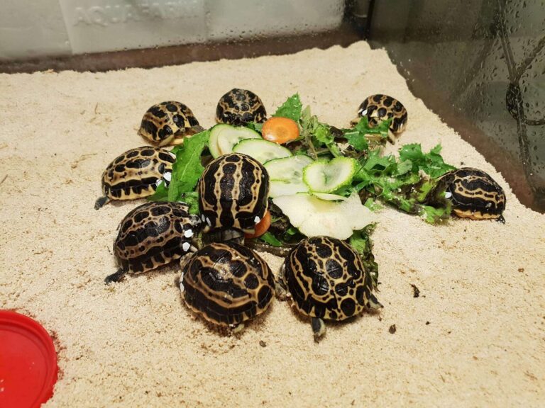 Pyxis 2018 tartarughe