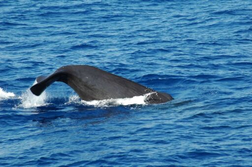 Progetto Whalesafe: in funzione sistema che rileva suoni emessi da capodogli