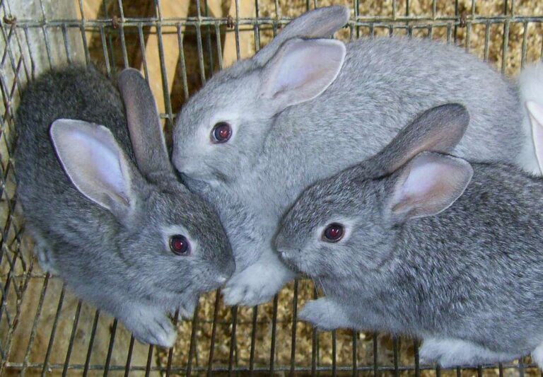 Dal 31 maggio al 2 giugno torna la fiera del bestiame di Struppa