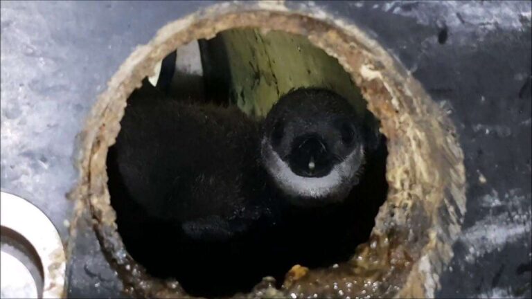 Acquario di Genova: nuova nascita nella vasca dei pinguini