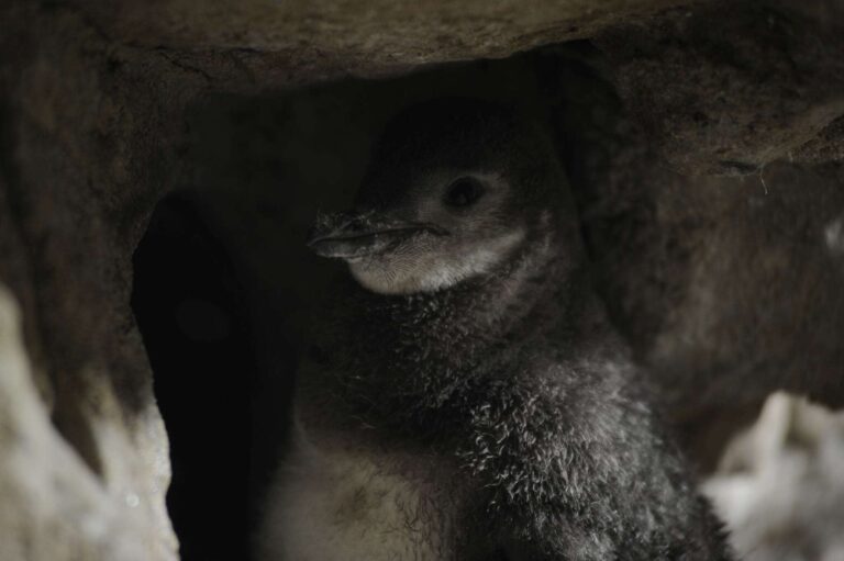 piccolo pinguino di Magellano 2018