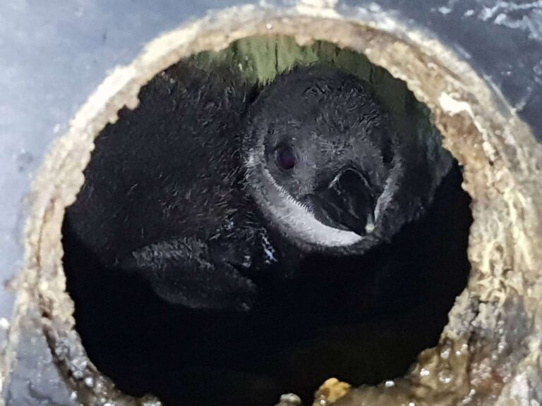 pinguino di Magellano pulcino nel nido 2018