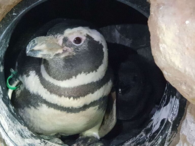 pulcino di pinguino di Magellano nel nido 1