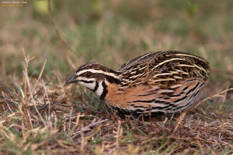 Quaglie alla genovese