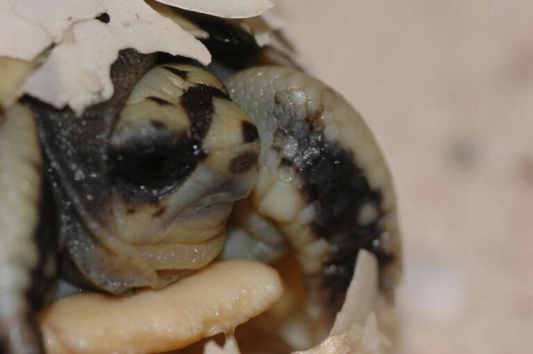 Nuove nascite all’Acquario di Genova