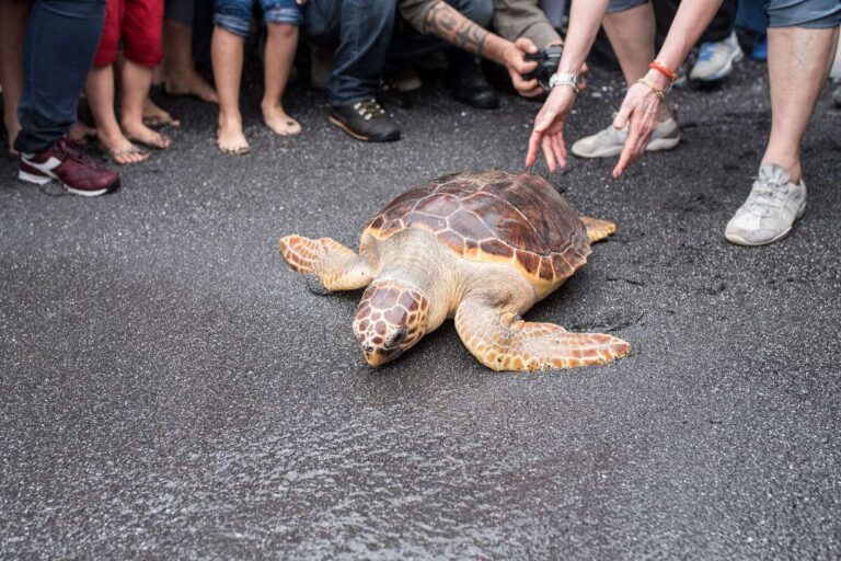 12.05.2018 Acquario di Genova rilascio Caretta caretta da spiaggia ph C. Corti (18)