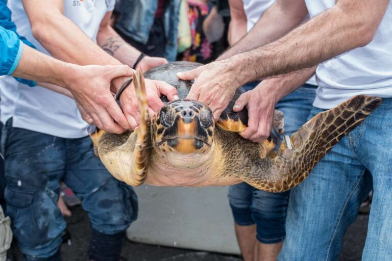 12.05.2018 Acquario di Genova rilascio Caretta caretta da spiaggia ph C. Corti (32)
