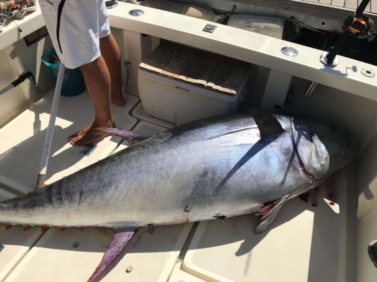Pesca, Liguria chiede alla Commissione politiche agricole revisioni su tonno rosso e palamito