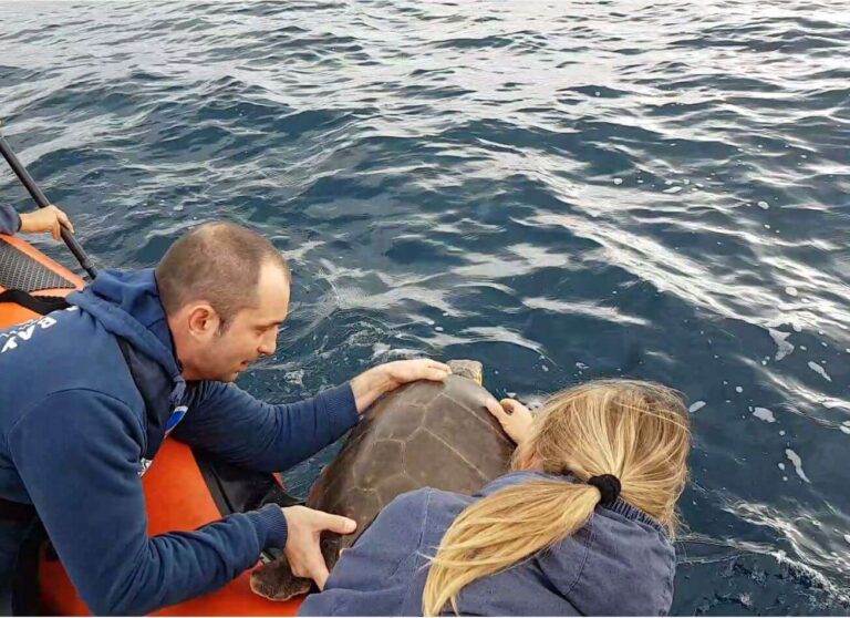 rilascio caretta caretta Savona