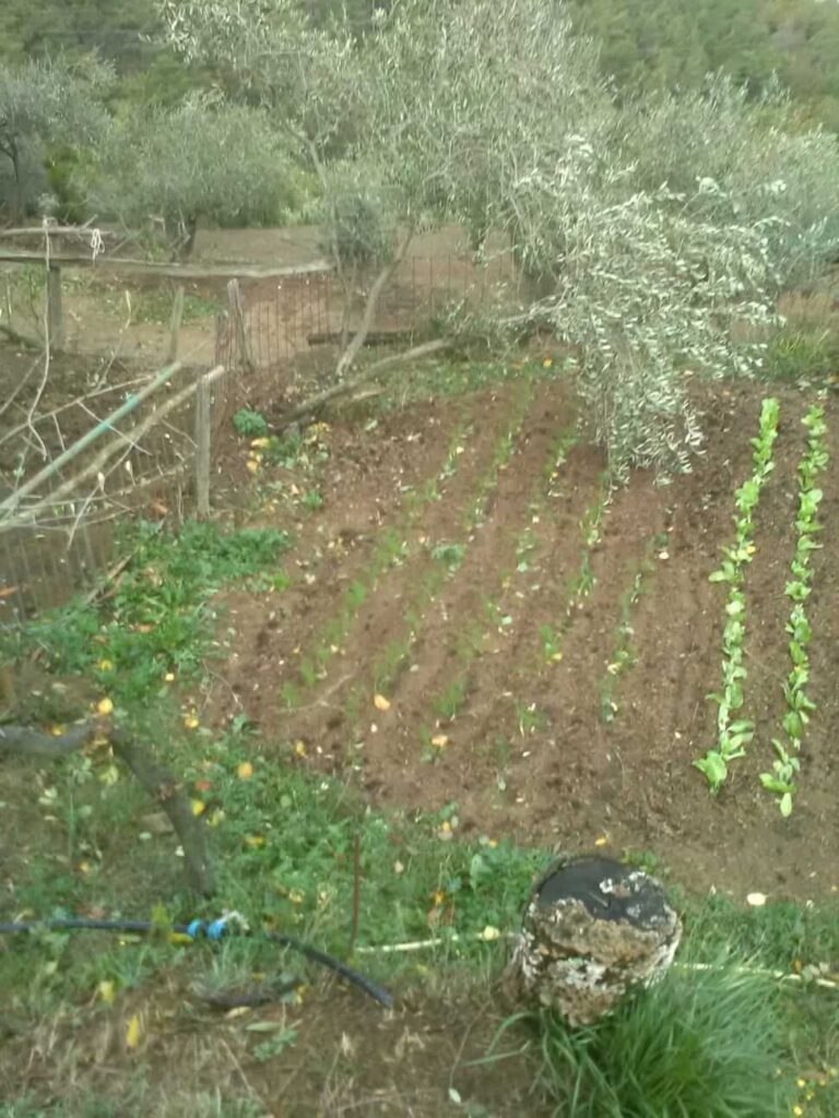 I danni del maltempo alle strutture e alle coltivazioni (4)