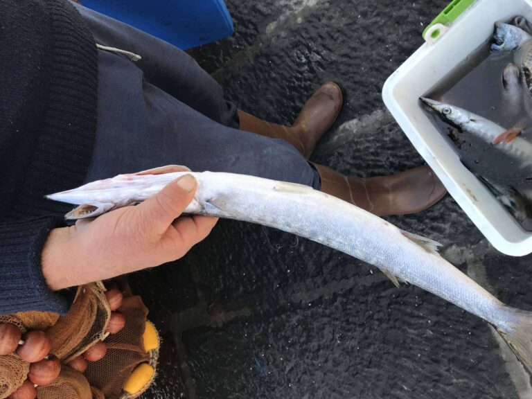 barracuda-boccagialla