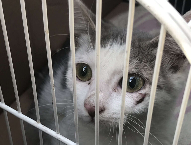 Gratuità prestazioni Asl per adozione animale abbandonato, la Regione approva ordine del giorno