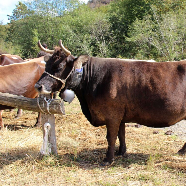 Allevamento, dalla Regione un milione di euro per la tutela delle razze autoctone della Liguria
