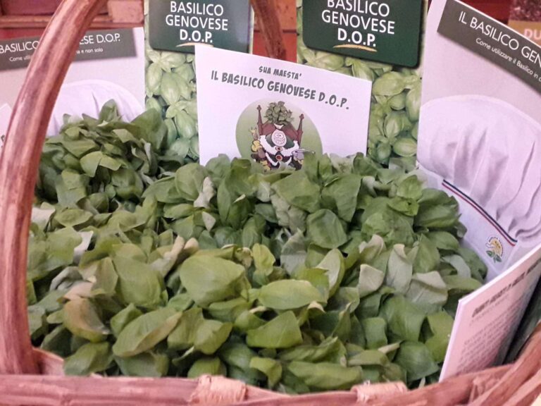 Old basil, al via il progetto per il recupero di 8 antiche varietà autoctone di basilico