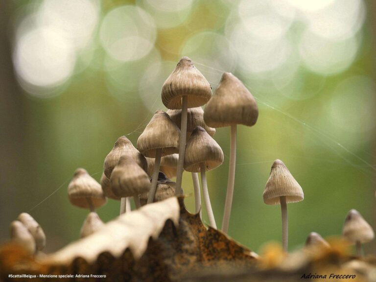 Menzione speciale Adriana Freccero