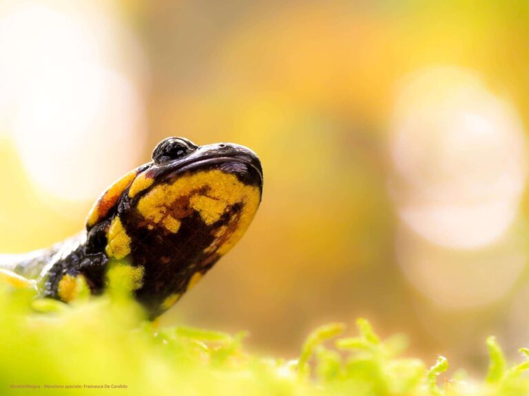Menzione speciale Francesca De Candido