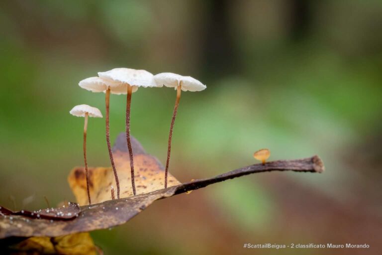 Secondo classificato Mauro Morando