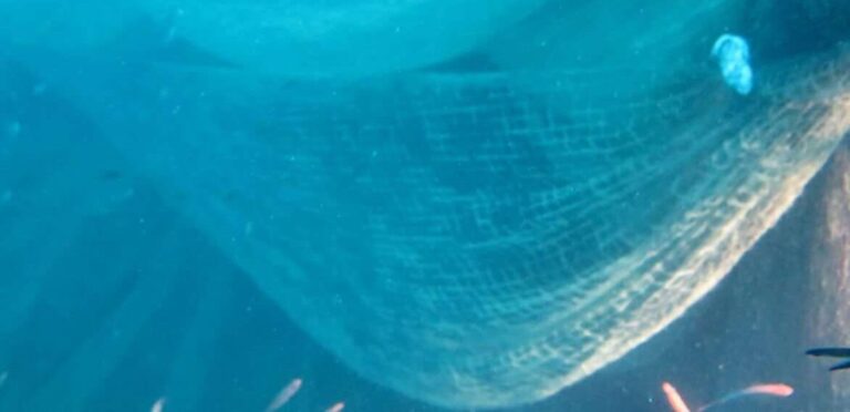 La Commissione europea approva il rinnovo della pesca in deroga del rossetto