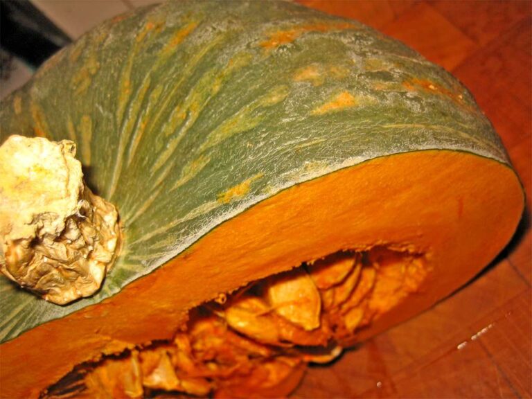 A Murta le zucche tornano in presenza per due weekend di novembre