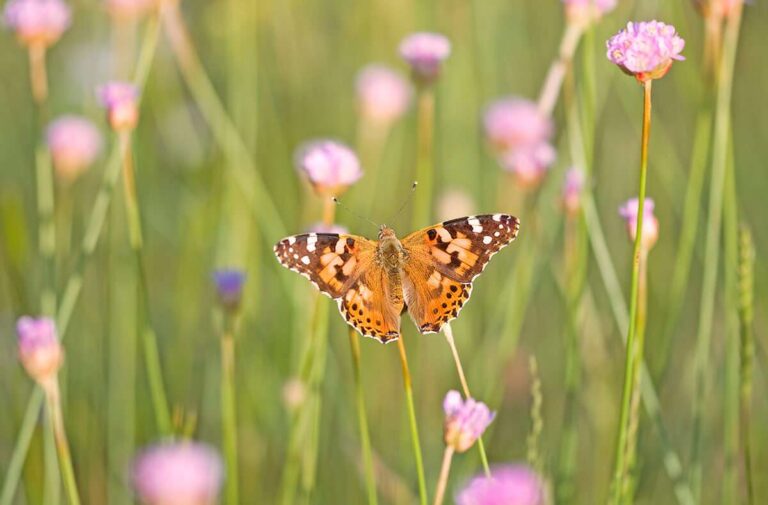 Parco del Beigua: farfalle, anfibi e pipistrelli nel nuovo programma di biowatching