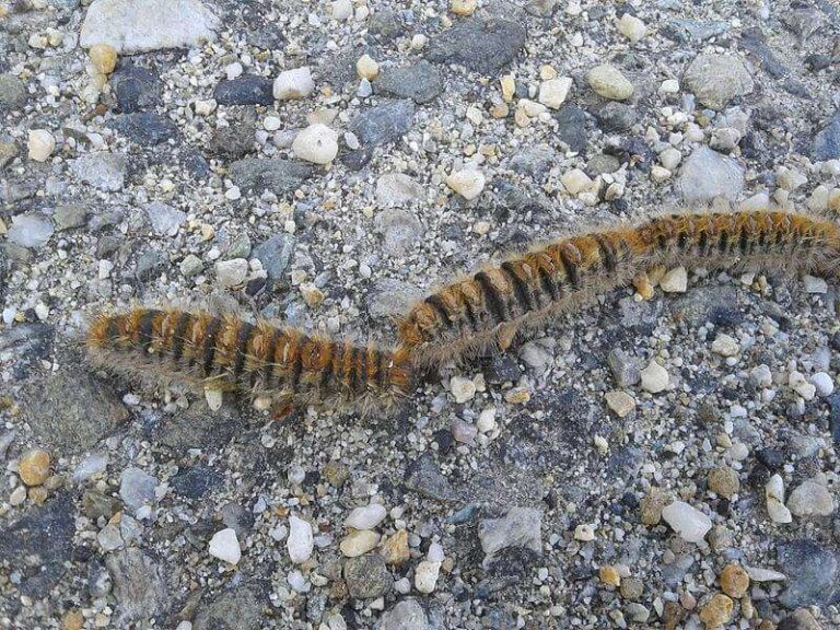 Sanremo: Comune, allarme processionaria, a  breve installazione trappole