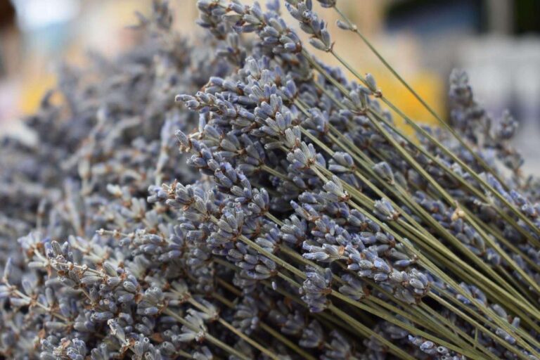 Diano Marina: street food ad Aromatica (25-28 aprile)