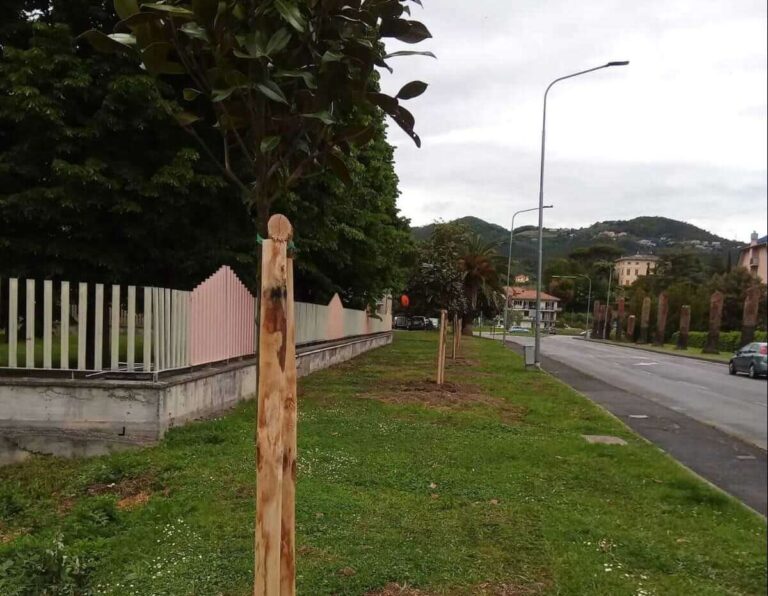 Sestri Levante: avviata la sostituzione delle palme colpite da punteruolo rosso