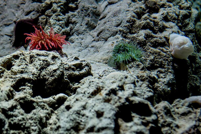 Coste del Nord Pacifico anemoni Acquario di Genova DSC_4320